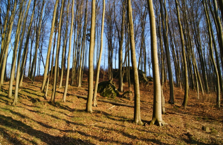 Skály pod Katamendou (Skály pod Březovou)