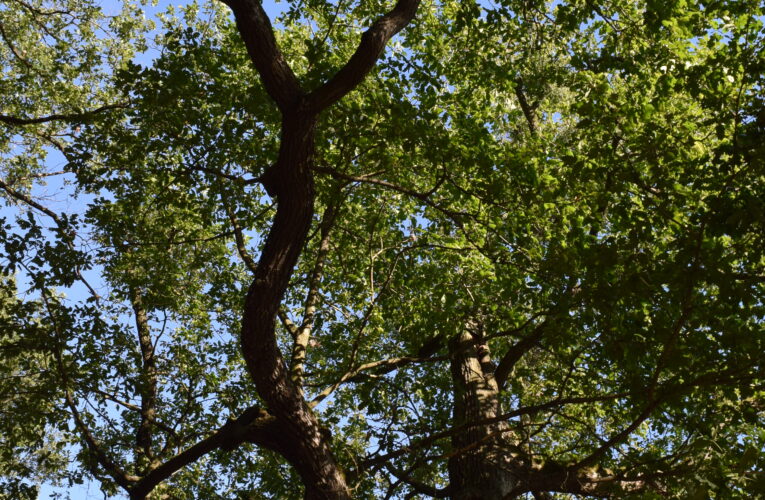 DSC 0345