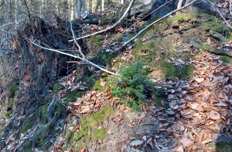 Studánka Pod Korábkem​