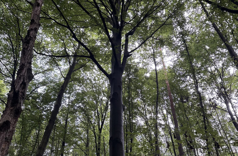 Studánka Na Divinách