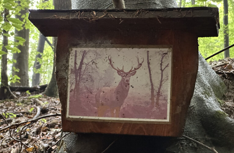 Studánka Na Divinách