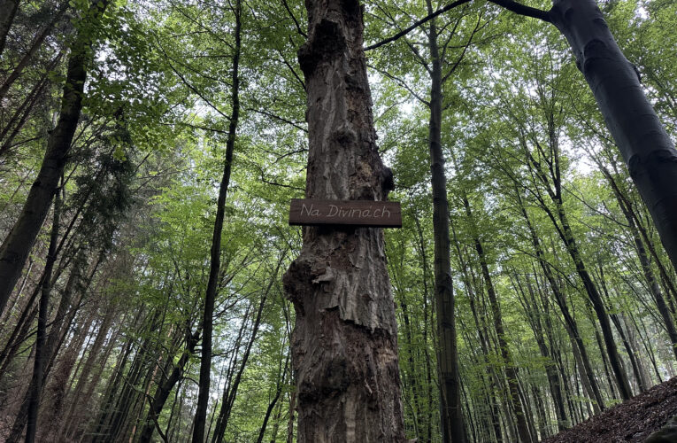 Studánka Na Divinách